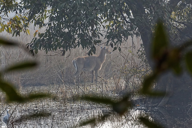 Keoladeo national park-061